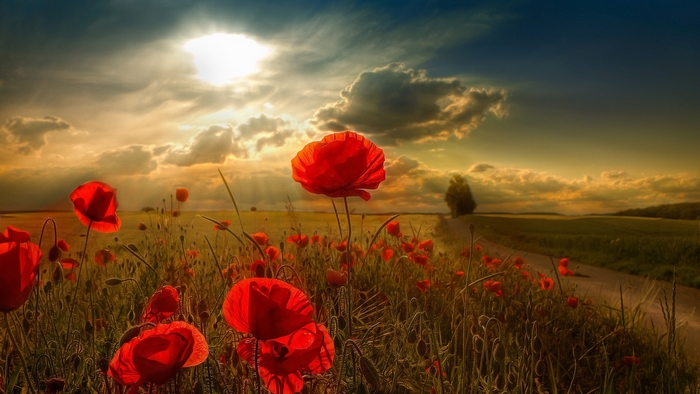 Sunset Over a Field of Red Poppies