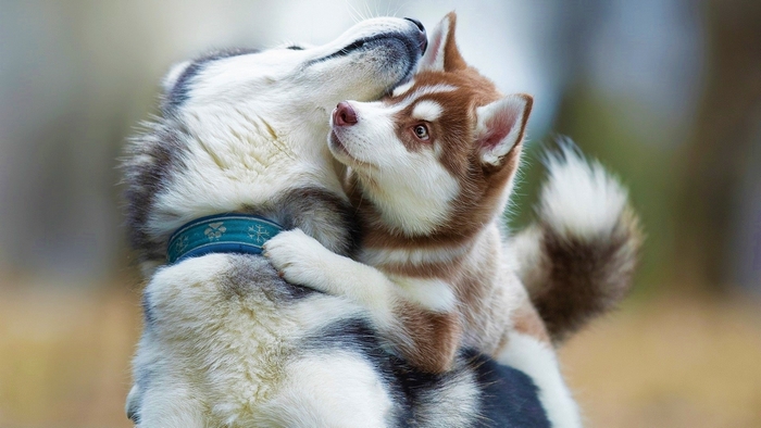 Adorable Huskies Hugging Outdoors