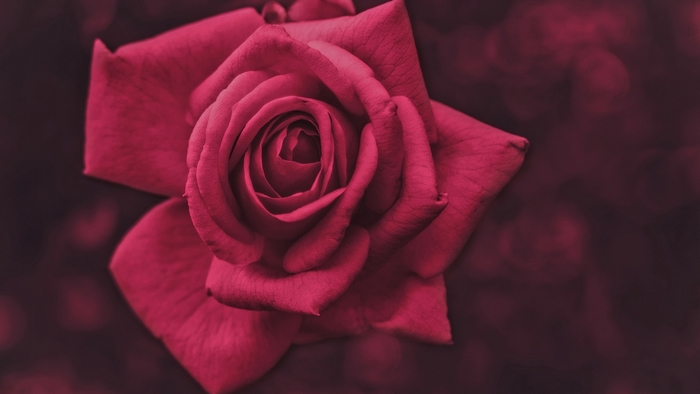 Close-up of a deep pink rose