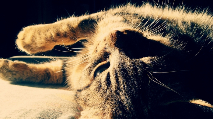 Sunlit Relaxed Cat Lying in Morning Light