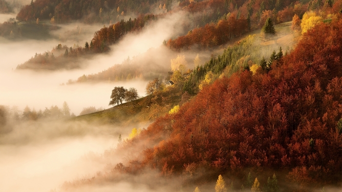 Misty Autumn Forest Landscape with Colorful Trees