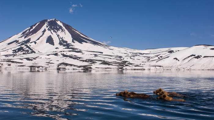 Bears swimming in a lake with a snow-capped volcano