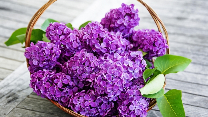 Purple lilacs in a woven basket on a wooden surface