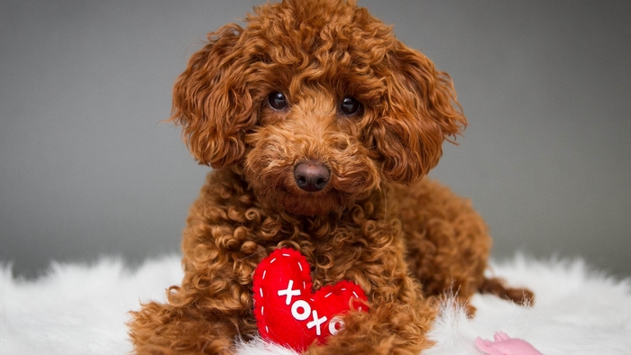 Cute Red Puppy Holding Heart Plush