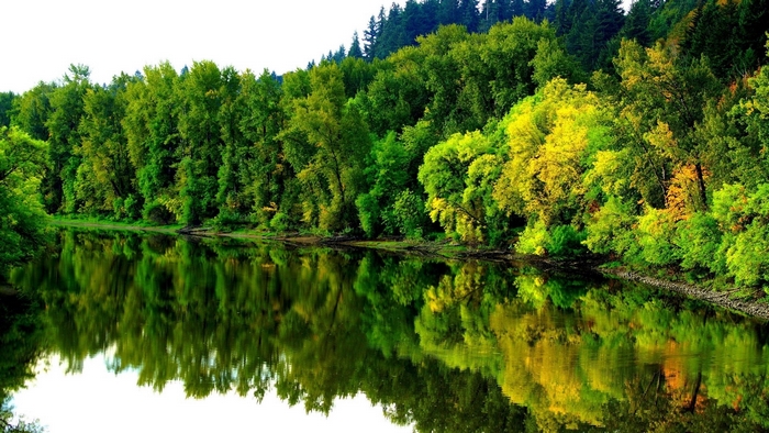 Serene Forest River with Autumn Reflection