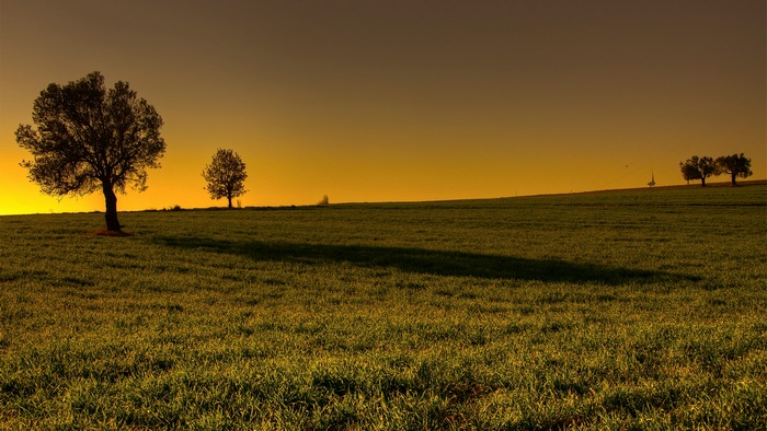 Trees on a grassy hill at sunset