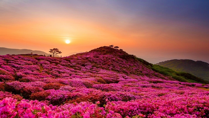 Mountain covered in pink flowers at sunset