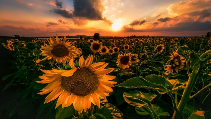 Field of sunflowers at sunset with dramatic clouds
