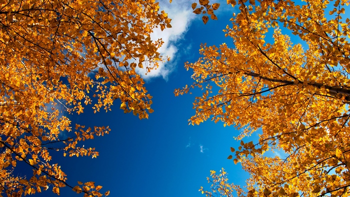 Autumn leaves against a blue sky