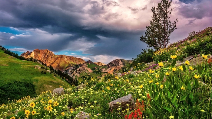 Mountain landscape with wildflowers and stormy sky