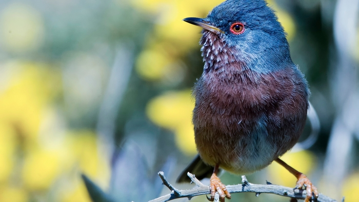 Close-up of a bird perched on a branch