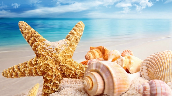 Starfish and Seashells on Sandy Beach with Ocean View