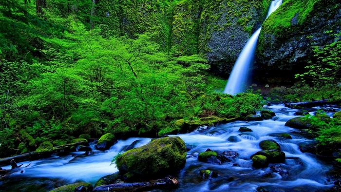 Lush Green Forest with Waterfall and Stream