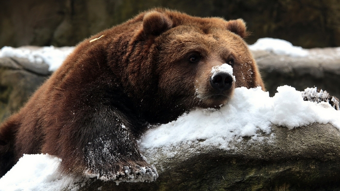 Brown bear resting in the snow