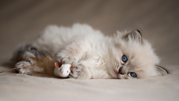 Adorable Fluffy Kitten Holding a Toy Mouse
