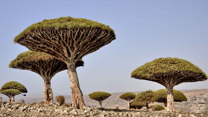 Dragon's Blood Trees on Rocky Terrain
