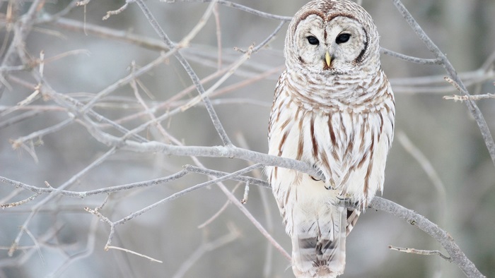 Barred owl perched on a snowy branch