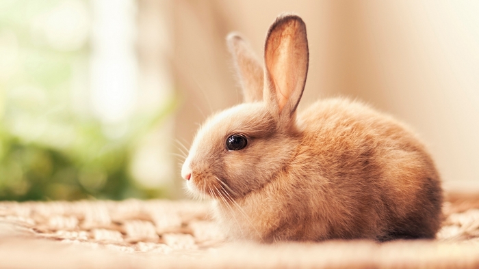 Cute Fluffy Bunny Rabbit Sitting Calmly