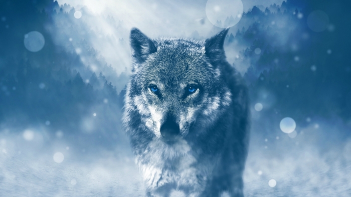 Wolf with blue eyes in a foggy forest