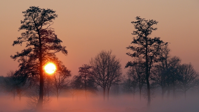 Sunset over misty forest with silhouetted trees