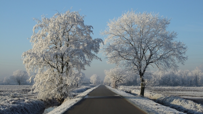 Frosted Trees Flanking a Quiet Winter Road