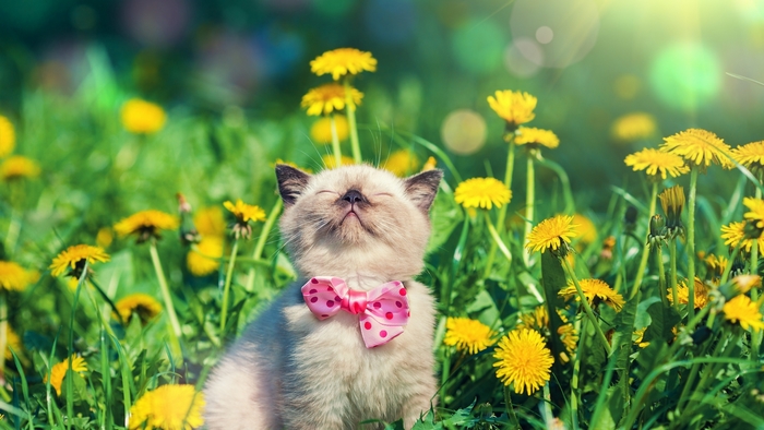 Cute kitten wearing a pink bow in a field of dandelions