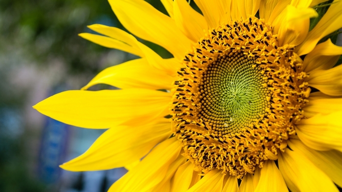 Close-up of a bright yellow sunflower
