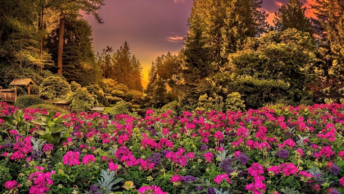 Garden with pink flowers and trees at sunset