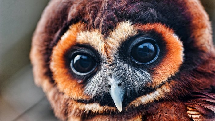 Close-up of a brown owl's face