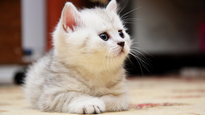 A fluffy British Shorthair kitten with blue eyes