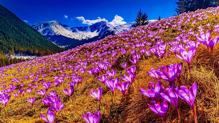 Vibrant Crocus Flowers on Mountain Slope