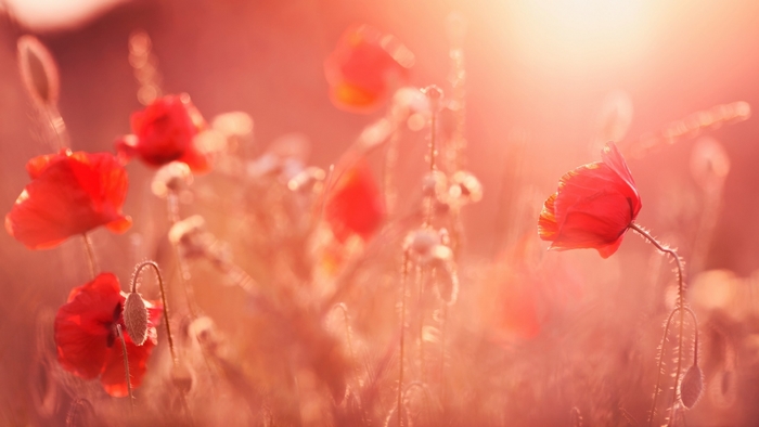 Red poppies in soft sunlight