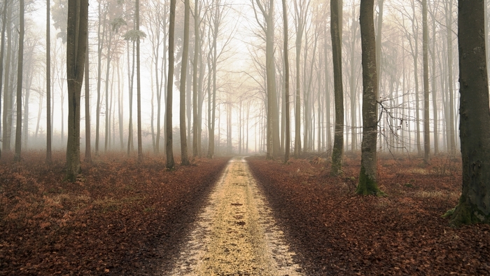A dirt path through a foggy forest in autumn