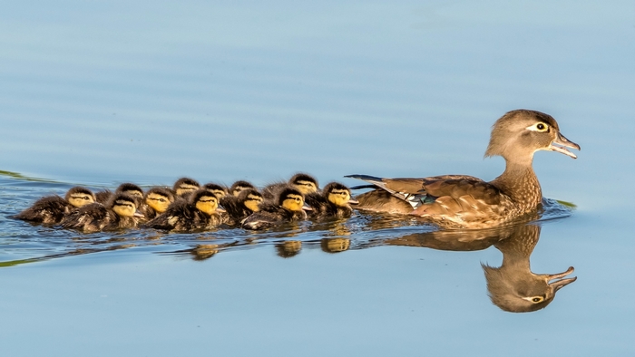 Mother Duck Leading Her Ducklings on Calm Water