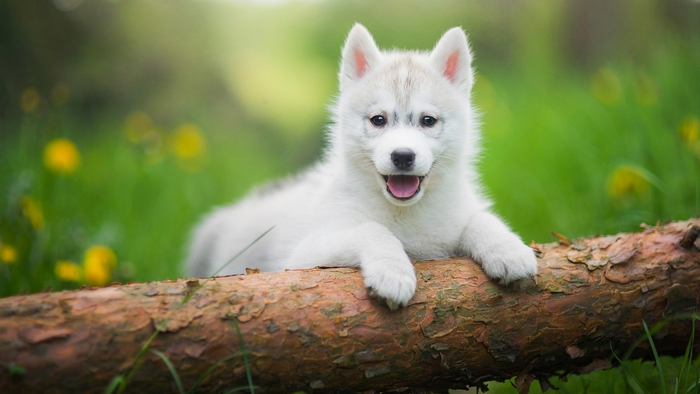 White husky puppy lying on a log