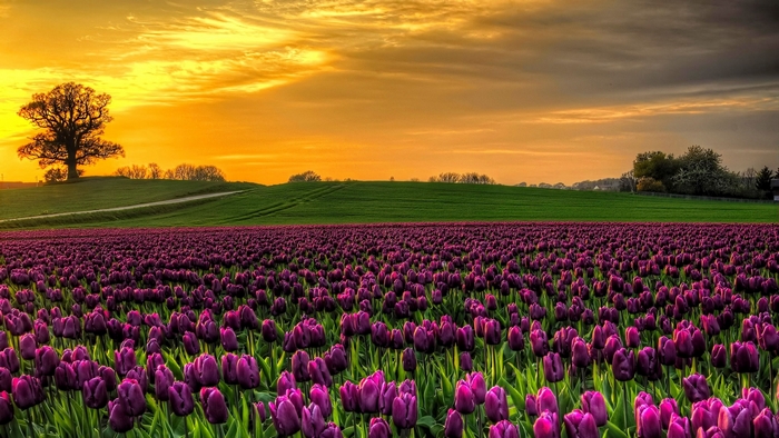 Sunset Over Vibrant Purple Tulip Field