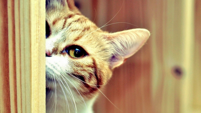 Close-up of a tabby cat peeking from behind wooden planks