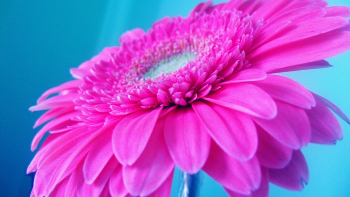 Close up of a pink Gerbera daisy flower