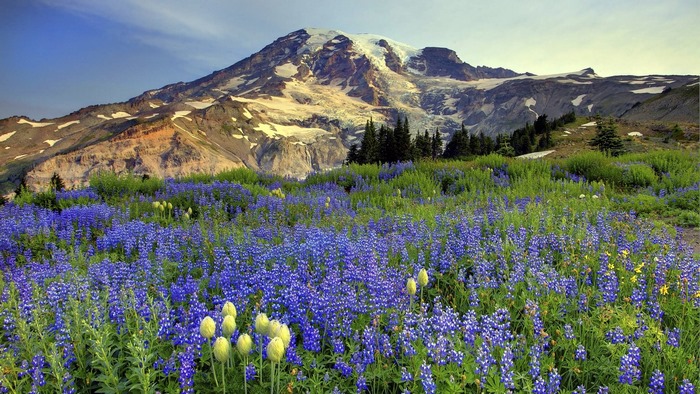 Mount Rainier covered in snow with a field of purple lupine flowers