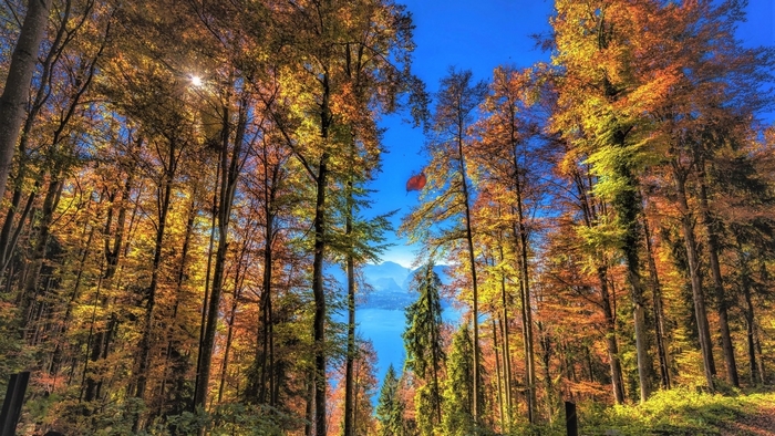 Autumn forest with a lake and mountains in the background
