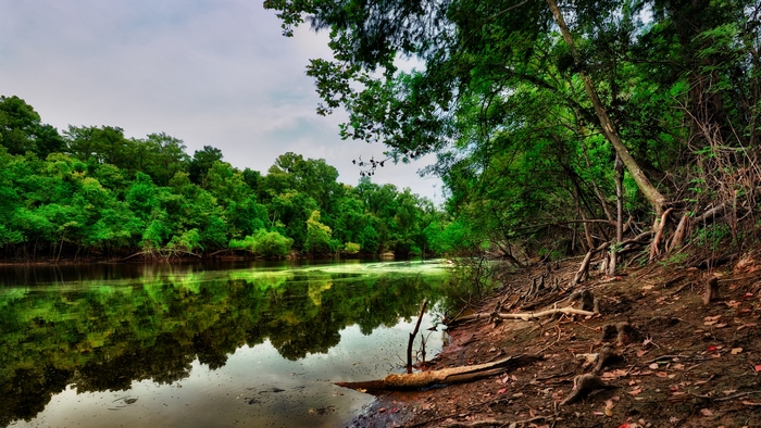 River flowing through a dense green forest with reflections
