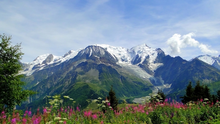 Mont Blanc mountain range with wildflowers in the foreground
