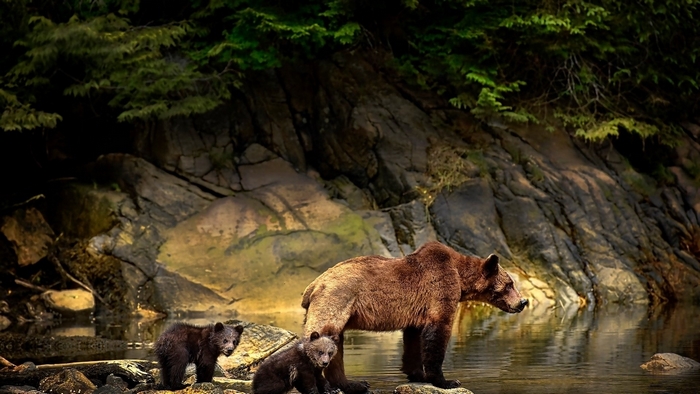 Mother bear and cubs by the water