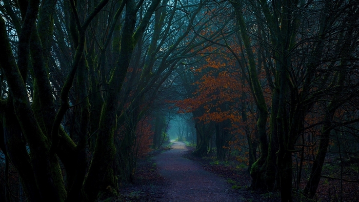 Misty Autumn Forest Path at Dusk