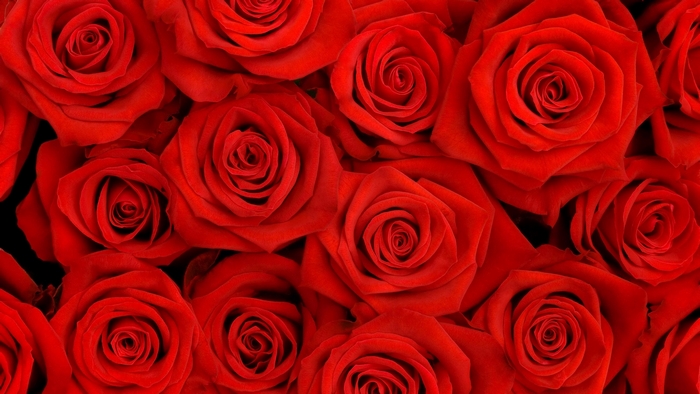 A close-up view of many red roses