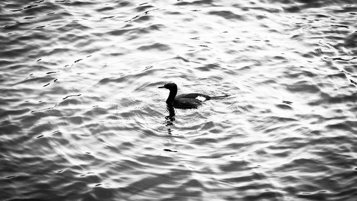 A black bird swims in rippling water