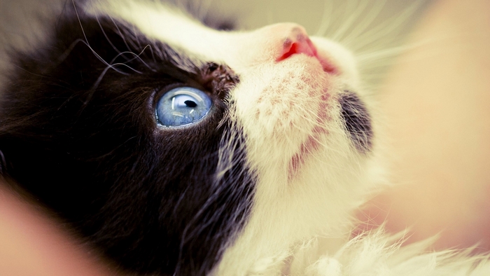 Close-up of a black and white kitten with blue eyes