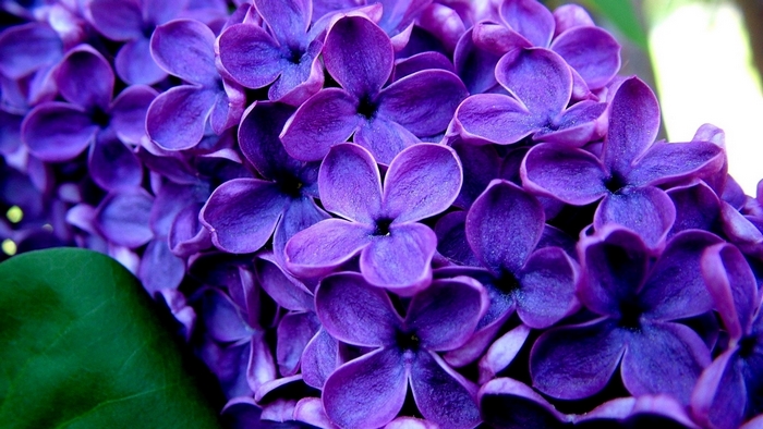 Close-up of purple lilac flowers