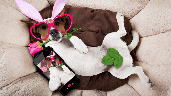 Jack Russell Terrier Dog Wearing Bunny Ears and Heart Glasses Takes Selfie