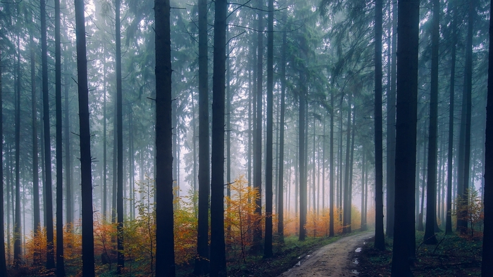 Misty forest path with autumn foliage